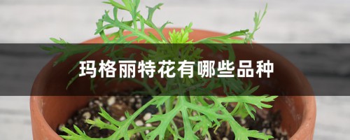 玛格丽特花有哪些品种