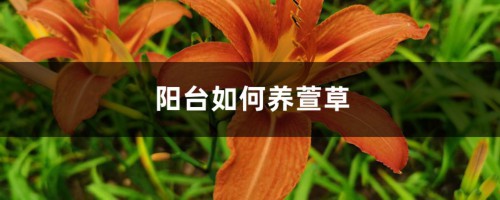 阳台如何养萱草，需要注意什么