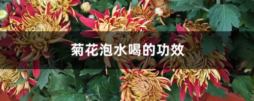 菊花泡水喝的功效