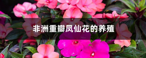 非洲重瓣凤仙花的养殖