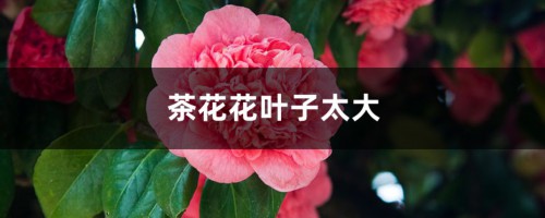 茶花如何养护叶子才能变大