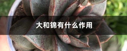 大和锦有什么作用