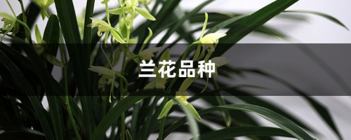 兰花品种有哪些