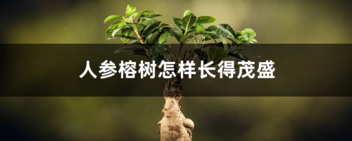 人参榕树怎样长得茂盛，根变大？