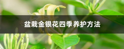 盆栽金银花四季养护方法