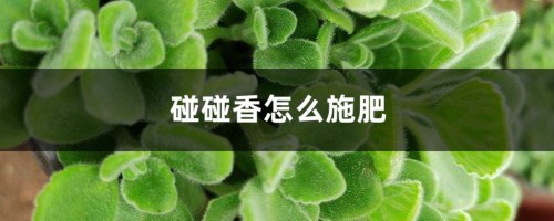 碰碰香怎么施肥